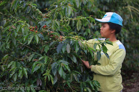 sumatra lintong coffee beans