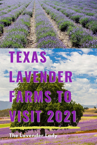 Texas Lavender Farms to Visit 2021