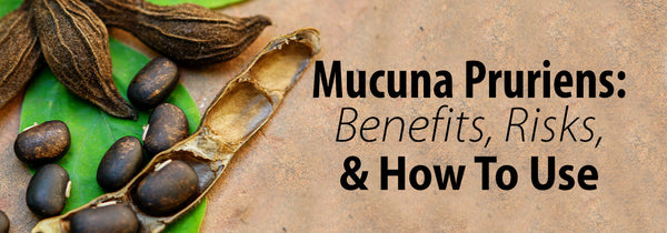 mucuna pruriens extract