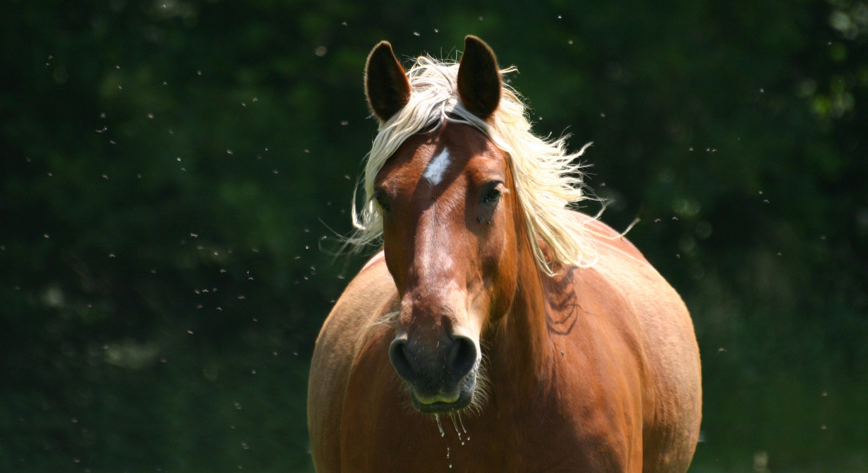 fattest horse