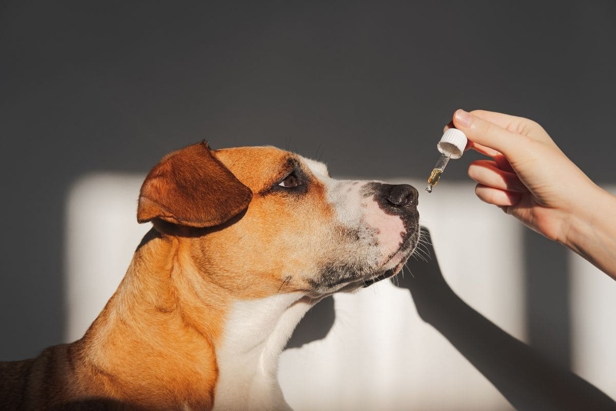 Dieta blanda para perros