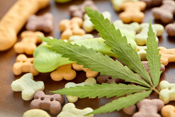 Dog treats containing CBD oil are available for dogs