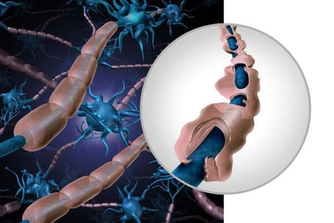 Myelin is a fatty substance that protects nerves
