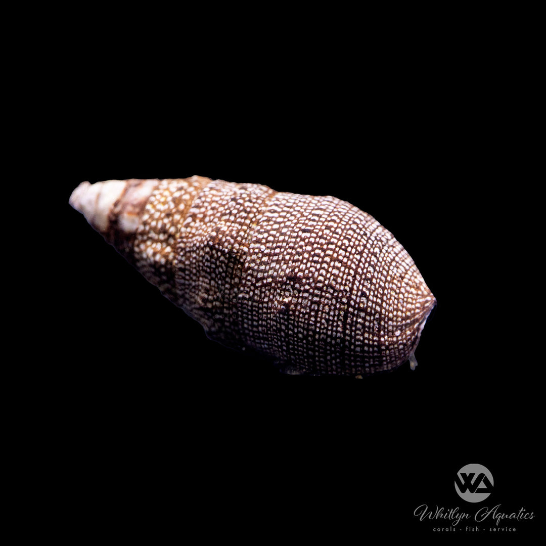 Banded Trochus Snails - Trochus spp. – Whitlyn Aquatics