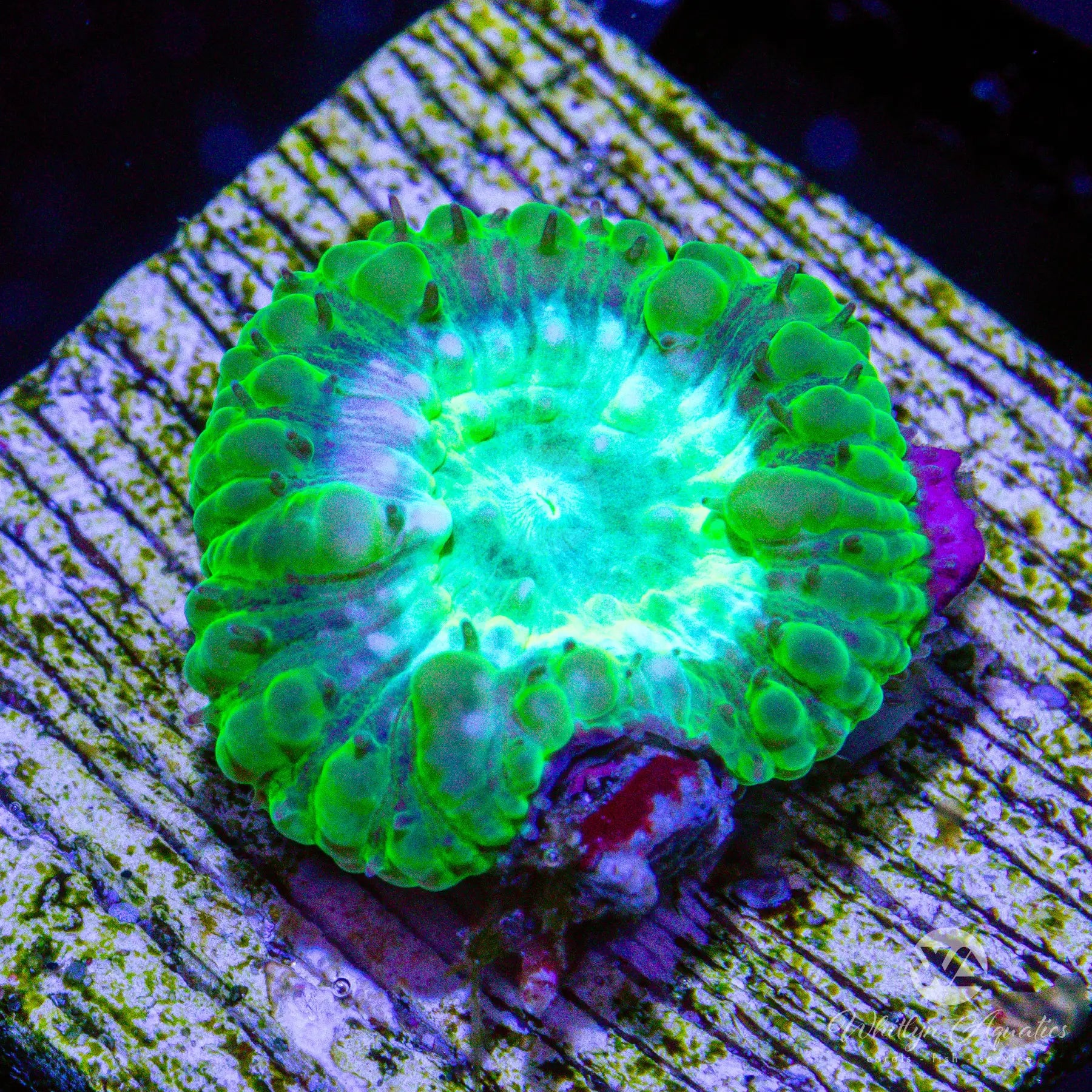 A27 - WA Envy Blasto - WYSIWYG