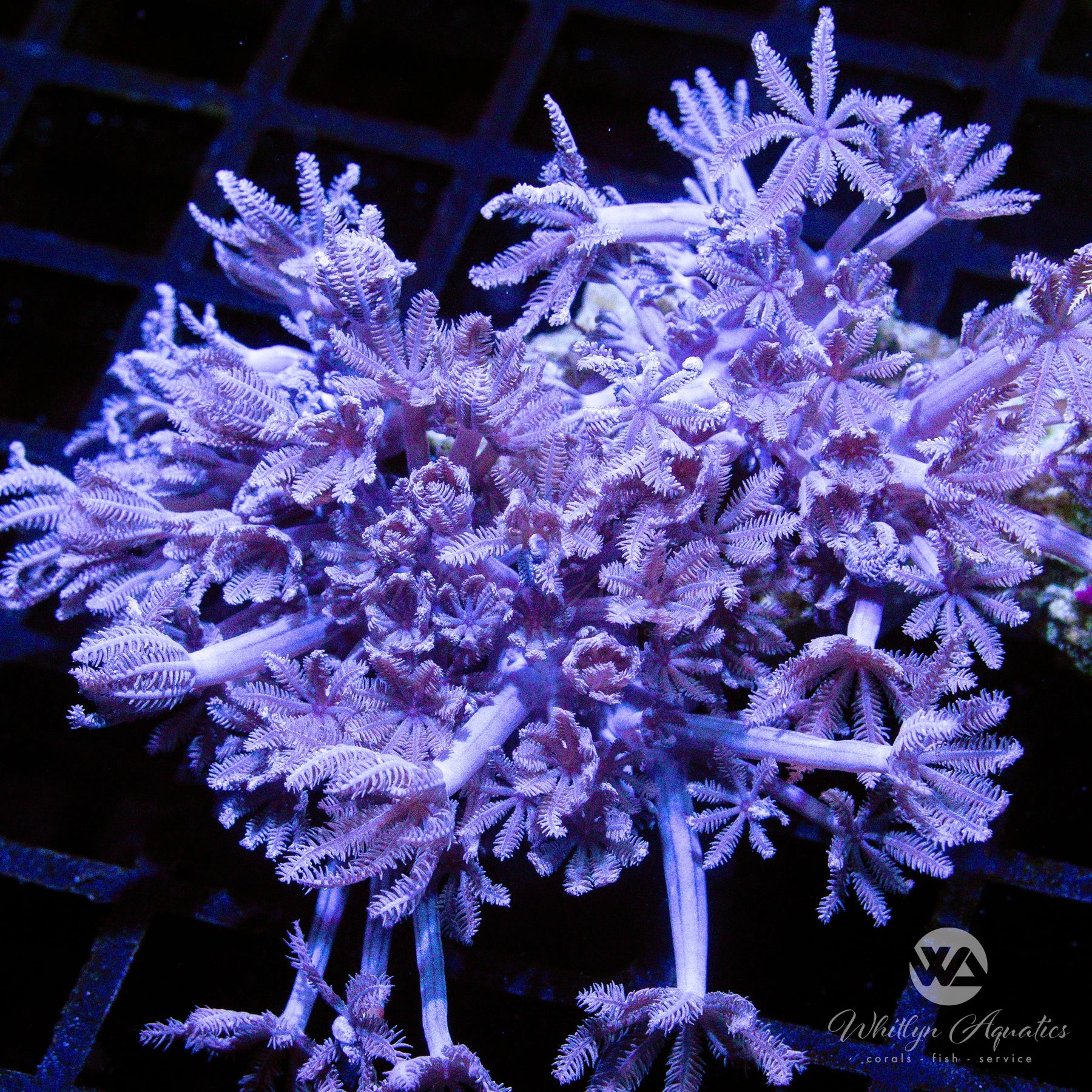 A17 - Pulsing Xenia Colony - WYSIWYG