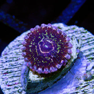 A18 - Stratosphere Zoa - WYSIWYG - Whitlyn Aquatics
