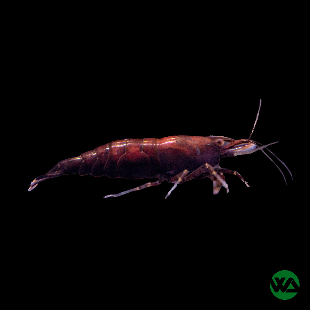 Red Rilli Shrimp – Whitlyn Aquatics