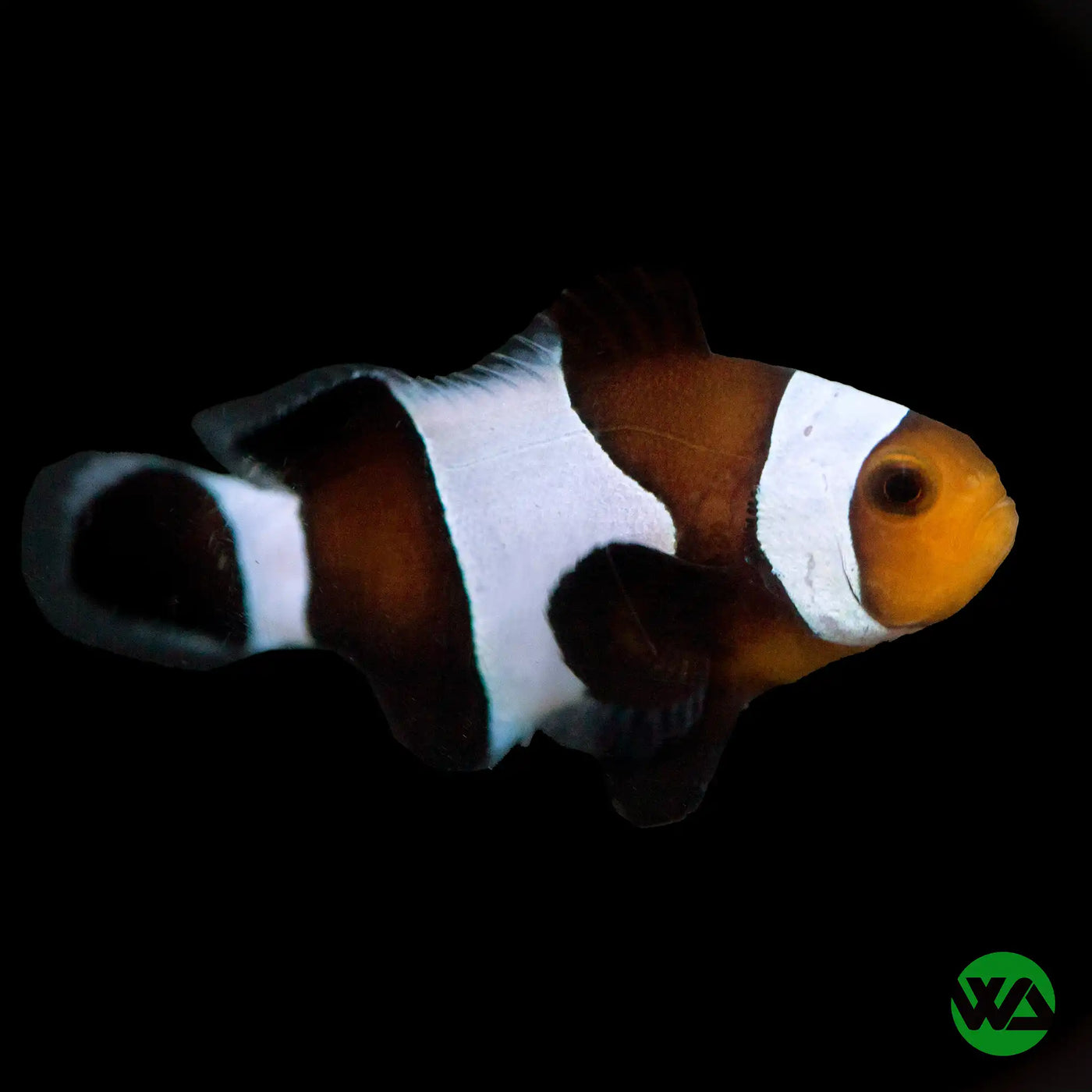 black and white clownfish