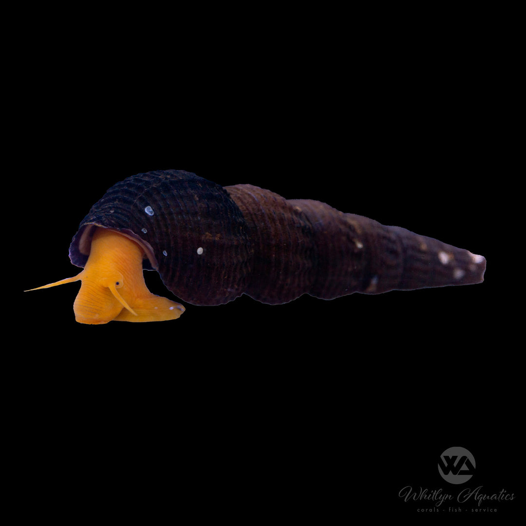 Red Racer Nerite Snail - Vittina waigiensis