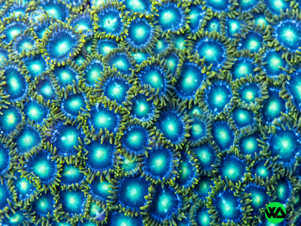 Radioactive Dragon Eye Zoa Whitlyn Aquatics