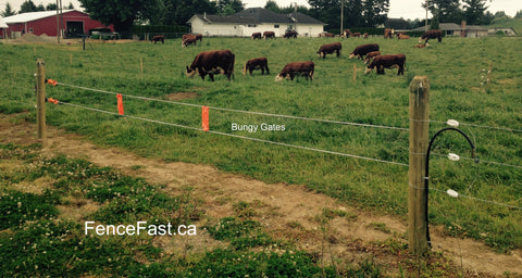 Electric Fencing for Cattle – FenceFast Ltd.
