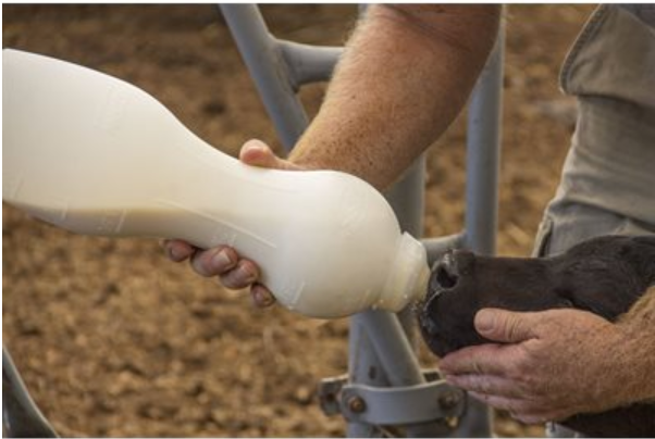 cow teat air dip foamer for sale