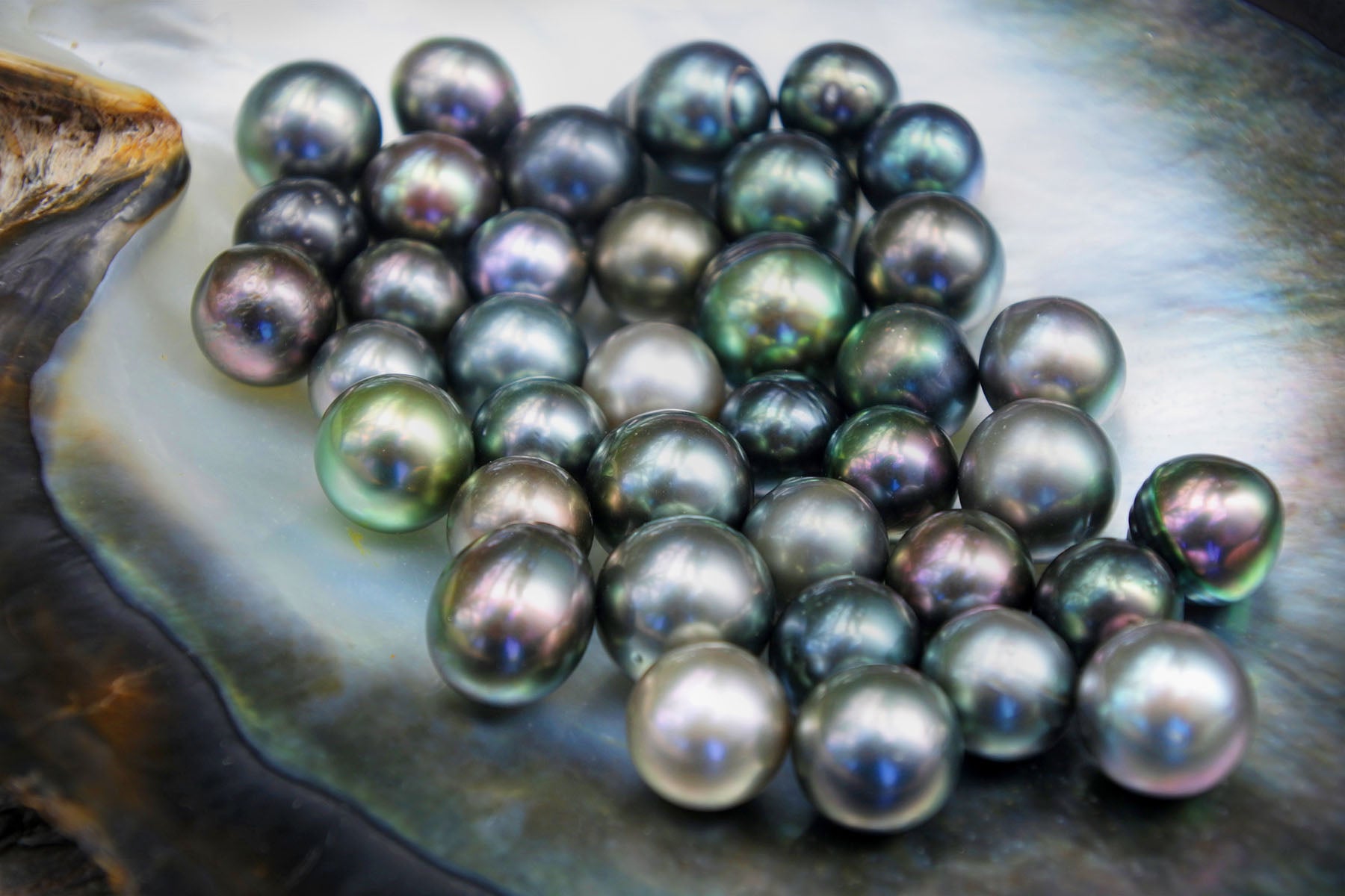 Colors of Tahitian Black Pearls in a Oyster