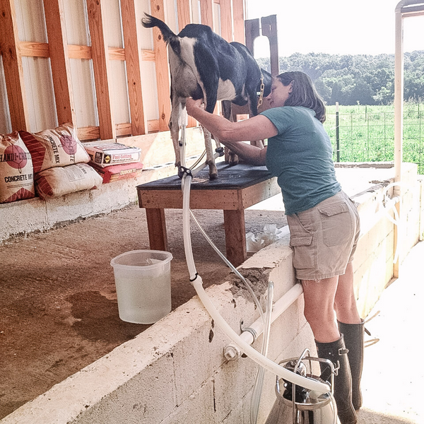 How It Started... How It's Going - The Milking Parlor Edition – Little ...