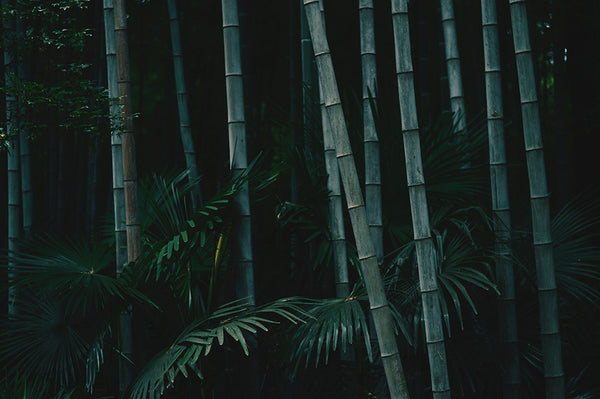 sustainable bamboo growing