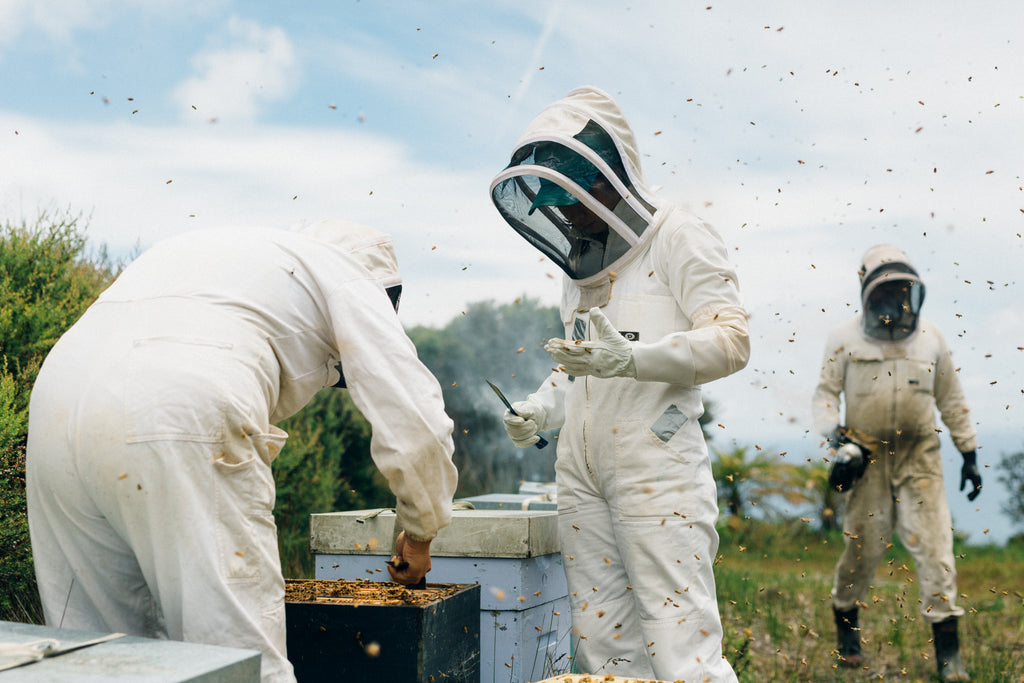Kai Ora Team Harvesting Honey
