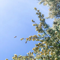 Kai Ora Nātive Bee on Kanuka Tree