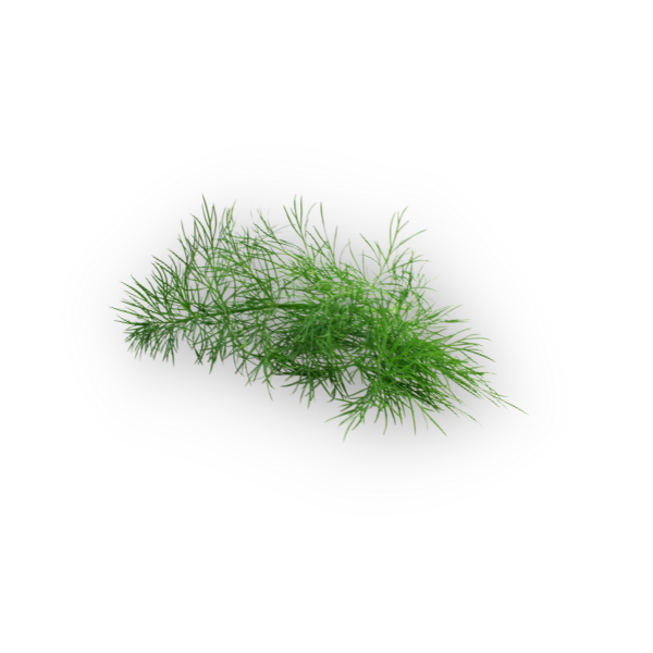 Dill icon