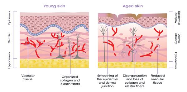 Detailed look at the layers under skin | ALASTIN Skincare