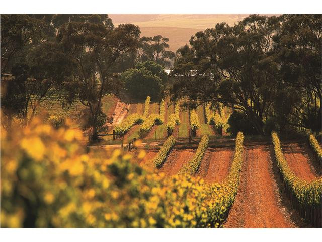 St hallett single vineyard shiraz