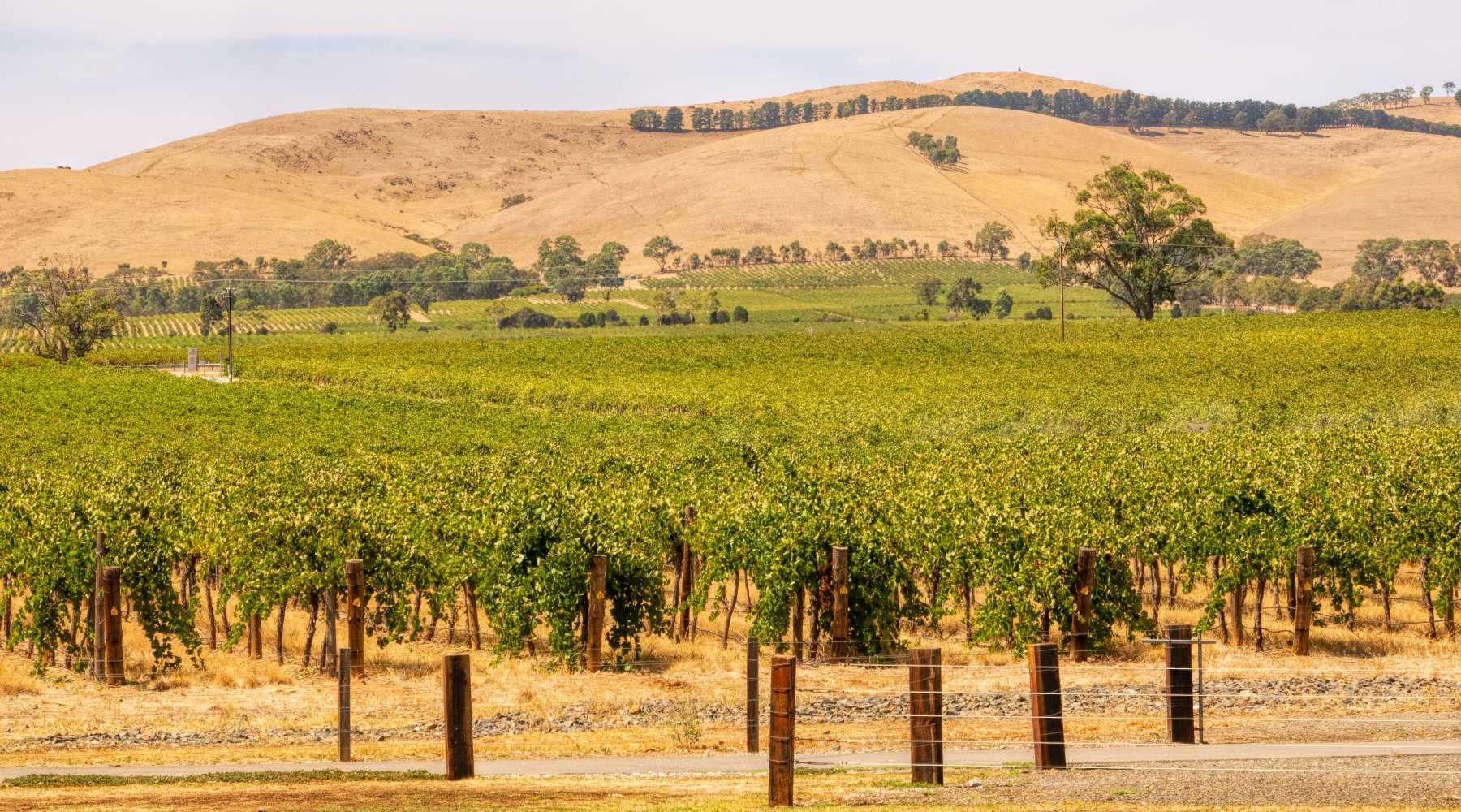 barossa shiraz winery in australia