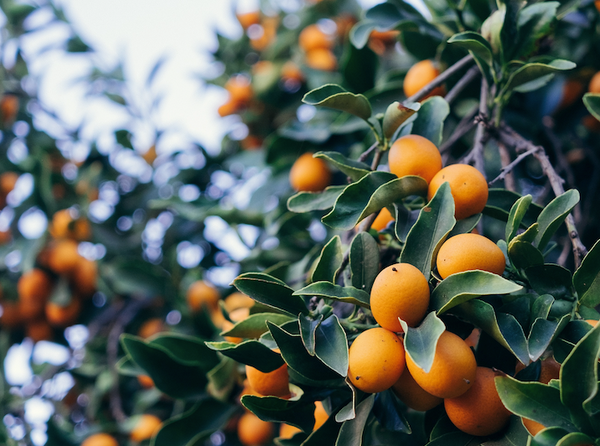 fresh oranges growing in tree