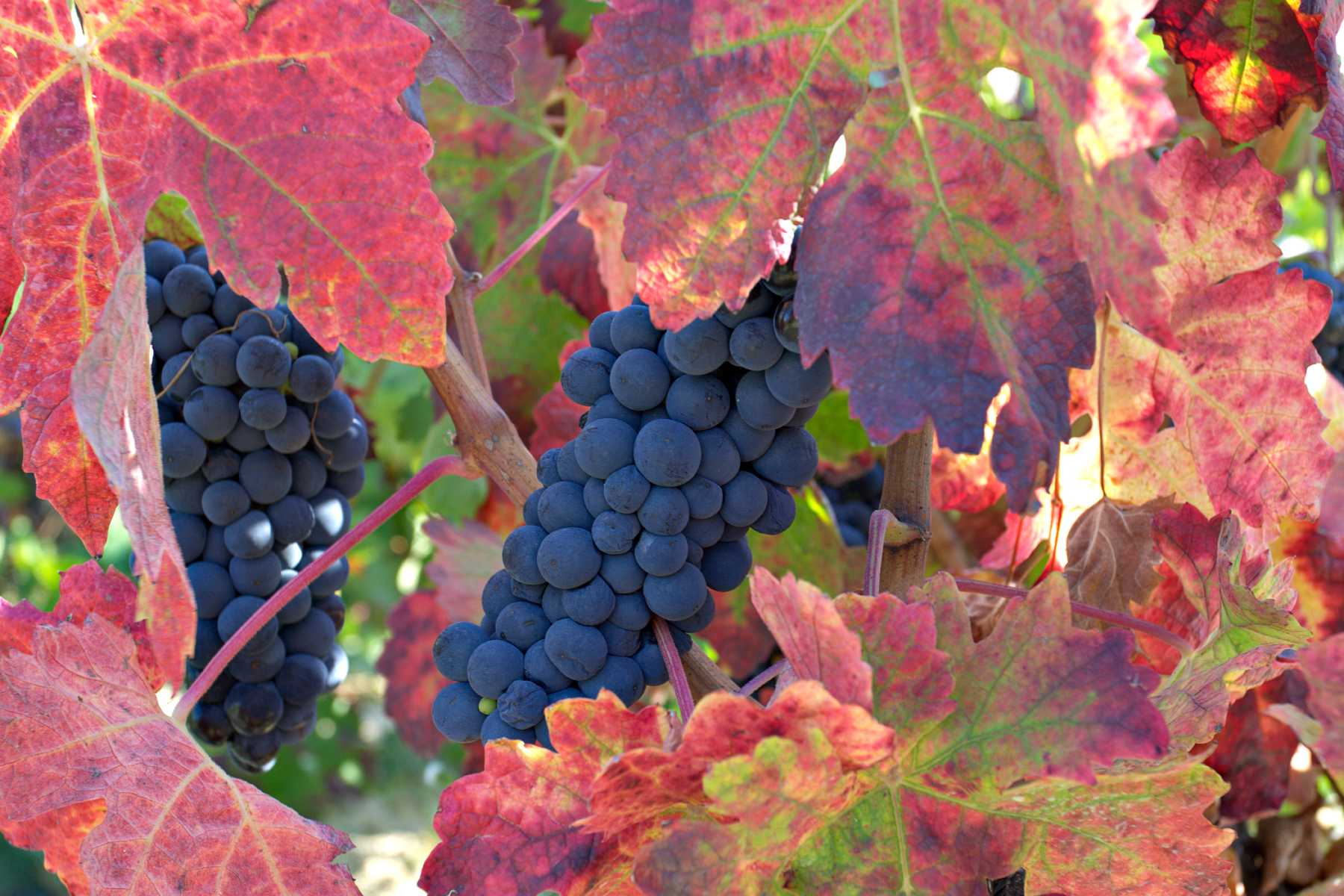 grenache grapes growing on vineyard