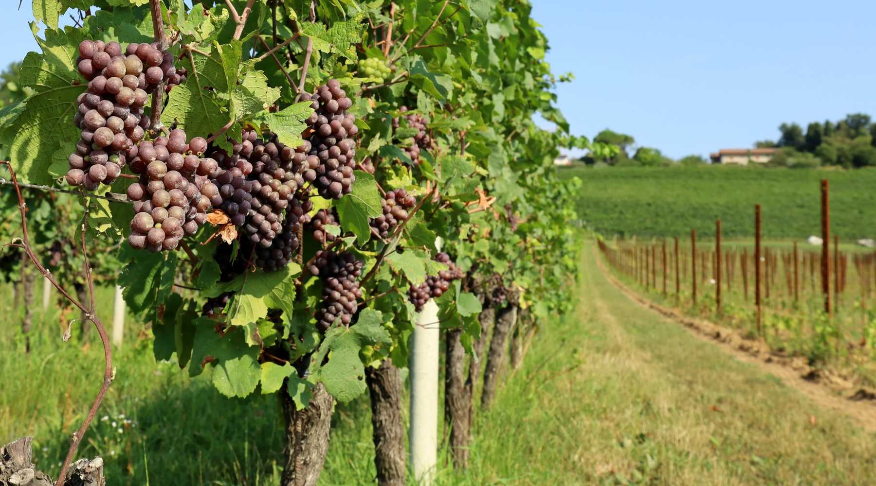 red grapes growing in a vineyward