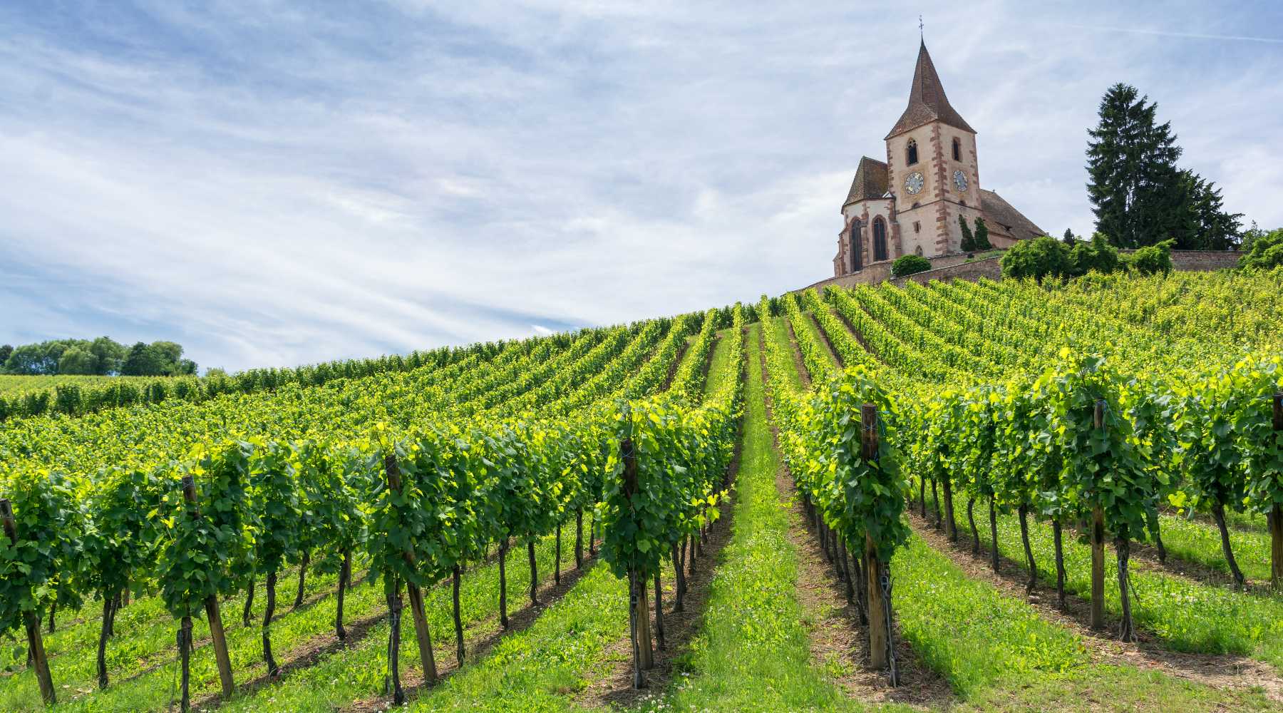 France Alsace region vineyard of Pinot Gris grape