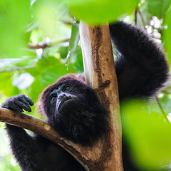 Black Howler Monkey