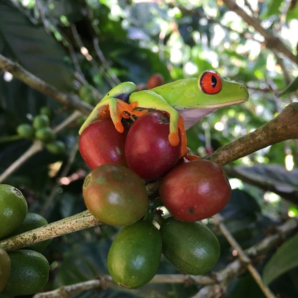 Red-eyed tree frog on coffee cherries