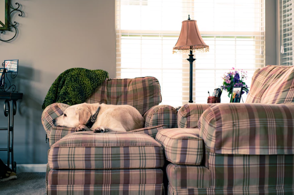 Dog Lying on the Couch