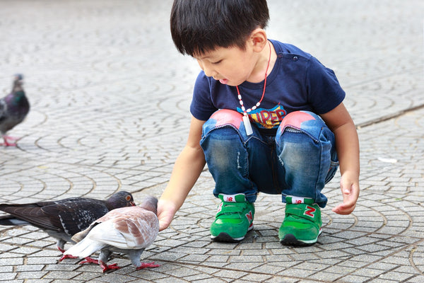 Toddler feeding pigeons