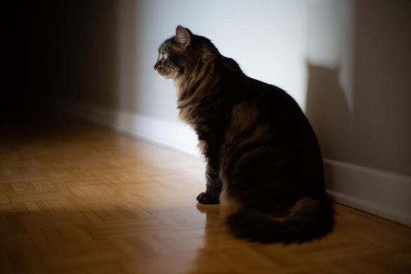 Cat sitting on wood floor