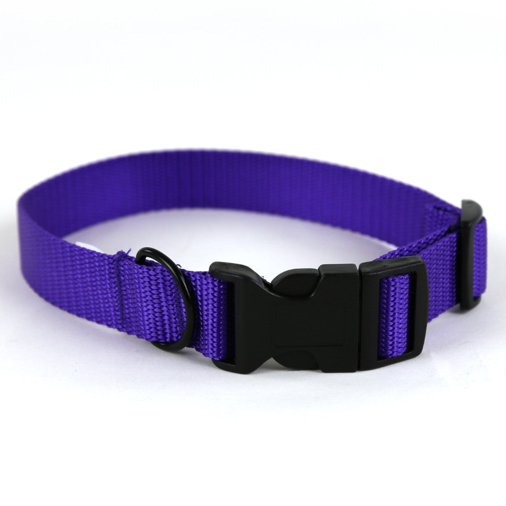 purple dog collars