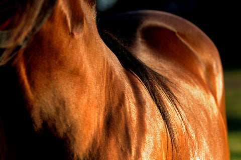 chestnut horse with a shiny coat glistening in the sun