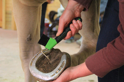 cleaning a horse's hoof with a hoof pick