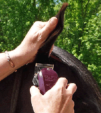 clipping a horse's ear