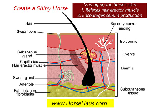 a hair with sebaceous gland and erector muscle