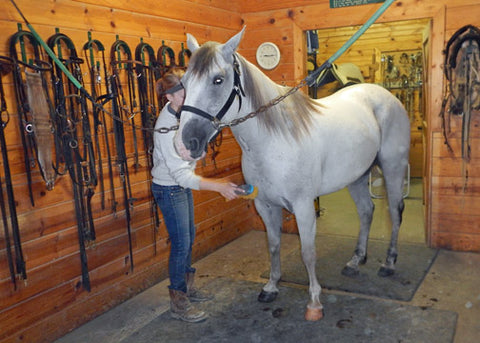 grooming a white horse in cross ties