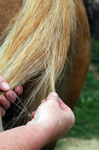 combing a horse's tail with your fingers