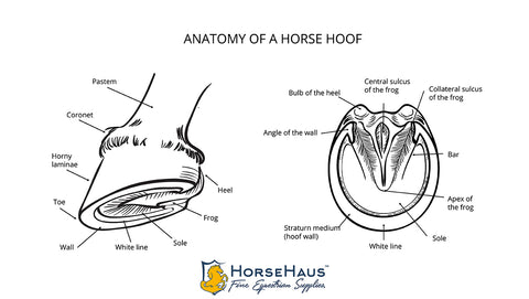 an illustration of the anatomy of the horse's hoof with labels from the side and from below