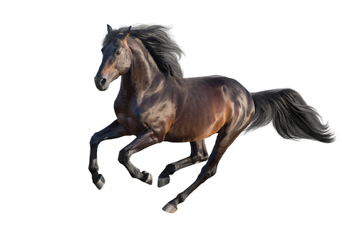 a dark horse running with a beautiful mane and tail