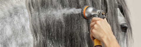 rinsing out a horse's mane with a hose spray nozzle
