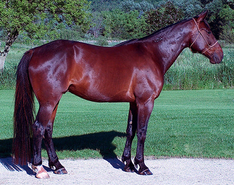 shiny bay horse standing