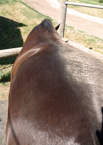 a horse with a muddy coat half groomed