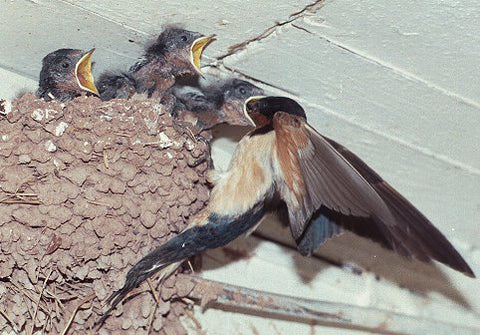 swallows nesting in a barn