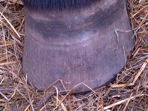 a dry and brittle horse hoof with vertical cracks