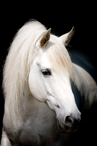 a clean white horse